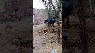 Thumbnail: Pure Village Life #youtubeshorts #rurallife #villagelife