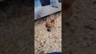 Thumbnail: Baby rooster crowing for the first time