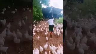 Thumbnail: Chicken Charge