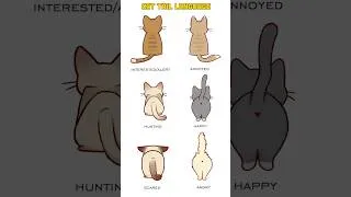 Thumbnail: Cat Tail Language - Cat Tail Meaning Body Language