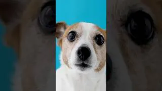 Thumbnail: Real Reason Why Dogs Love Squeaky Toys Discovered