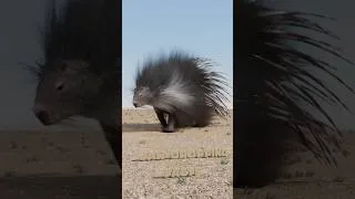 Thumbnail: How Do Porcupines Shoot Their Quills?