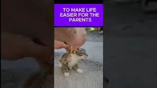 Thumbnail: Why Kittens Become Helpless When Grabbed by Neck