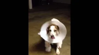 Thumbnail: Bud boy
