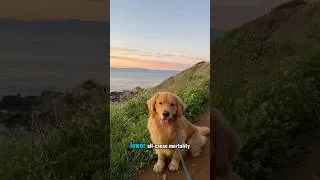 Thumbnail: Why Dog Owners Live Longer 🐶