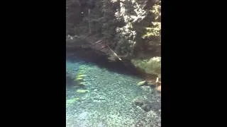 Thumbnail: Tamolitch Pool(blue pool), f*cking sick.