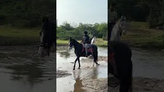Thumbnail: Morning ride 🧲🥰 #jaysakariya #rjjay #horseriding #rajkot #sunday #horseridingclub #safariride #fun