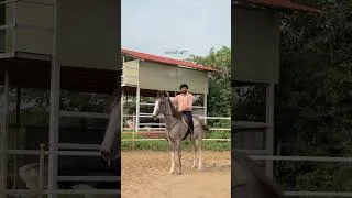 Thumbnail: અશ્વ વર્ણન ❤️🐎 #jaysakariya #horses #horseriding #horselove #sahitya #loksahitya #gujarat #marwari