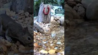 Thumbnail: Squirrel 🐿️  Pond Shenanigans  #shorts #shortsfeed