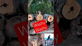 Thumbnail: 🐿️ Washy Washy for Chipmunks    #Shorts #shortsfeed