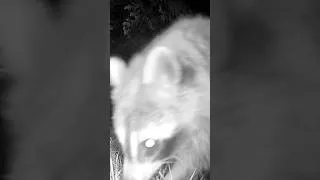 Thumbnail: Raccoon Runway #Shorts #shortsfeed