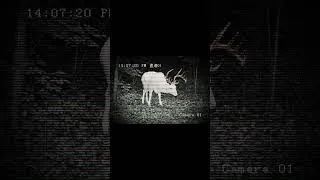Thumbnail: Realistic Albino Whitetail Hunt (Part 2 of 5) | the Hunter Call of the Wild