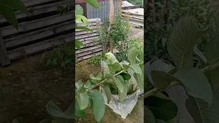 Thumbnail: The parrot is eating guava and climbing the guava tree.