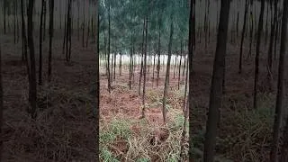 Thumbnail: You Don’t Always Have to Run… Just Keep Moving 🏃‍♂️ | Relaxed Runner