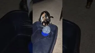 Thumbnail: Rika 😼 "The Calico Menace"🤣😂 #funny #fyp #shorts