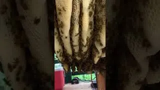 Thumbnail: Bee hive in a house.