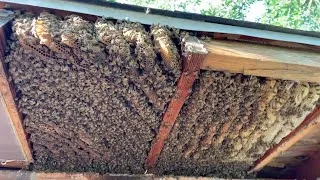 Thumbnail: There must be 50,000 bees in there!
