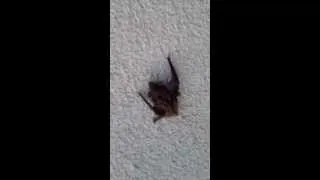 Thumbnail: Bat in my bellfry