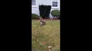 Thumbnail: Hawk Killed a Squirrel in FairLawn New Jersey