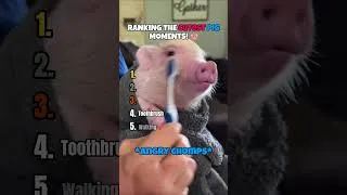 Thumbnail: Ranking the Best CUTE Pig Moments!🩷🐷#pig #shorts