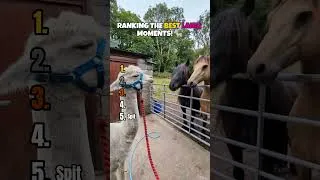 Thumbnail: Ranking Best FUNNY Llama Moments! 🦙 #shorts #llama
