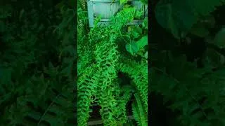 Thumbnail: जुलाई टेरिस गार्डन ओवरव्यू। #shorts #gardening #plants #public