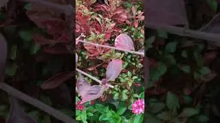 Thumbnail: जुलाई में कटिंग से लगायें परमानेंट प्लांट्स। #shorts #smallpots #plants #gardening