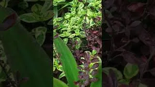 Thumbnail: मानसून में जितना काटोगे उतना फैलेंगे। #smallpots #plants #shorts #gardening