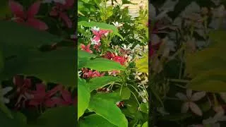 Thumbnail: जुलाई में कटिंग से लगायें महंगे परमानेंट प्लांट्स। #shorts #gradening #plants #ytshorts