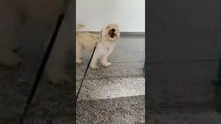 Thumbnail: weird cat makes funny noise running up stairs