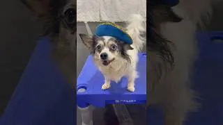 Thumbnail: Chihuahuas try on a sombrero for the first time 🤭 #dogshorts #funnydogs #cutedog #chihuahua #dogs