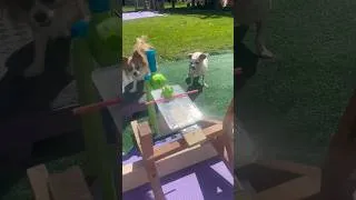 Thumbnail: Who got the most trick shots?! #trickshots #trickshot #dogtricks #dogs #dogshorts #shortsfeed