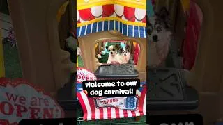Thumbnail: And of summer dog party! 🥳 #dogshorts #dogparty #carnival #dogs #chihuahua #doglife #doglife #dog