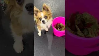 Thumbnail: Beginner nose work training! #dogshorts #nosework #scentwork #dogtraining #dogsports #dogs #happydog