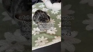 Thumbnail: a full day of yummy vegan food and cute cats at a cafe to celebrate being one year cancer free :)