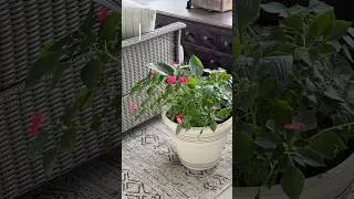 Thumbnail: This planter hack changes everything #interiordesign #plantdecor