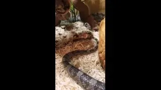Thumbnail: CORN SNAKE THINKS HE'S A RATTLE SNAKE!