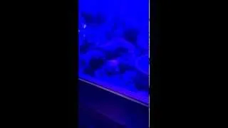 Thumbnail: SLOW MOTION PYTHON STRIKE
