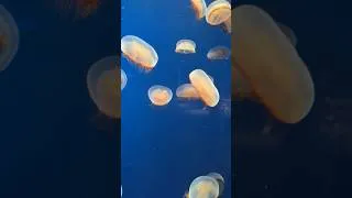 Thumbnail: Jellyfish spotting!    #shorts #short