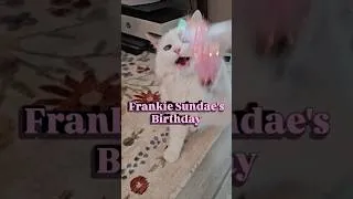 Thumbnail: #jerma FRANKIE SUNADE's BIRTHDAY SECRET #cat #twitchclips #funny #videoclips #jerma985