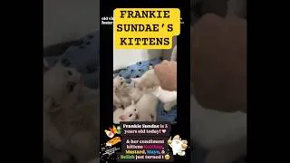 Thumbnail: #jerma FRANKIE SUNDAE'S KITTENS #cat #luigi #supermario #twitchclips #funny #videoclips #jerma985