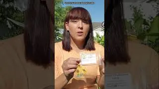 Thumbnail: Grow Fresh and Aromatic Chamomile Tea at Home