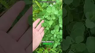 Thumbnail: Papalo: The Resilient Herb for High-Heat Gardens