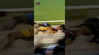 Thumbnail: Greyhound racing  - Track race 🔥🏆