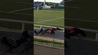 Thumbnail: Greyhound racing  - Track race 480m