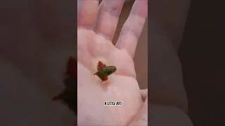 Thumbnail: WORM CRAWLS OUT SKIN AFTER EATING SUSHI! #shorts
