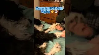 Thumbnail: When your dog hates Gen Alpha trends. 💀 #Shorts #puppy #cute #cutedog