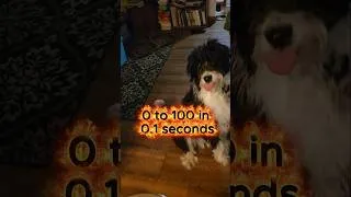 Thumbnail: The most patient hungry dog. 🍖 #Shorts