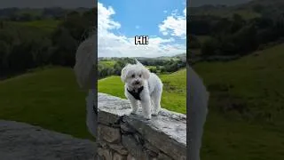 Thumbnail: Did you know it’s International Dog Day? 🐶