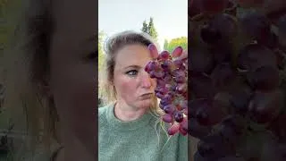 Thumbnail: GRAPEFACE #gardening #growyourownfood #grapes #homegrown  #planting #garden #fruit